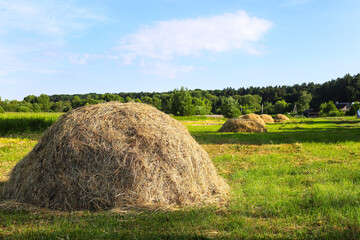 Haystacks, dry grass, collected for feeding cows in a pile. Harvesting fodder for the winter. Small-scale farming, farming in Ukraine. © Stepanych