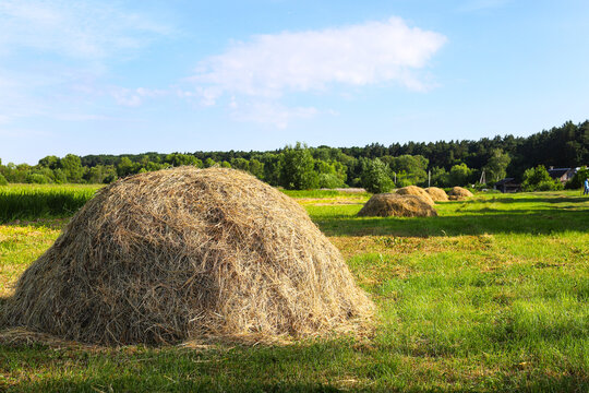Haystacks, dry grass, collected for feeding cows in a pile. Harvesting fodder for the winter. Small-scale farming, farming in Ukraine.