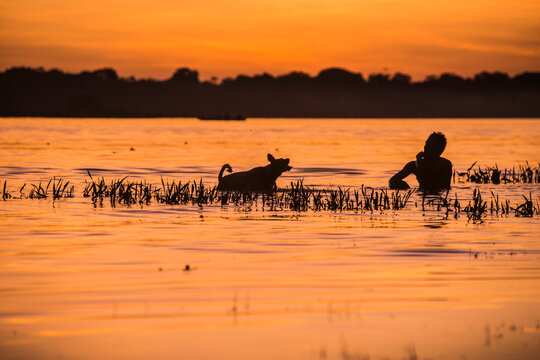 Backlit silhouette of a man cooling off in a river or swamp next to his dog during a spectacular orange sunset in Colombia.