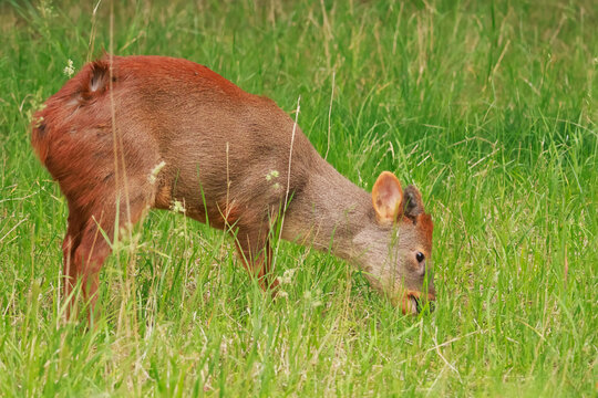 Southern pudu