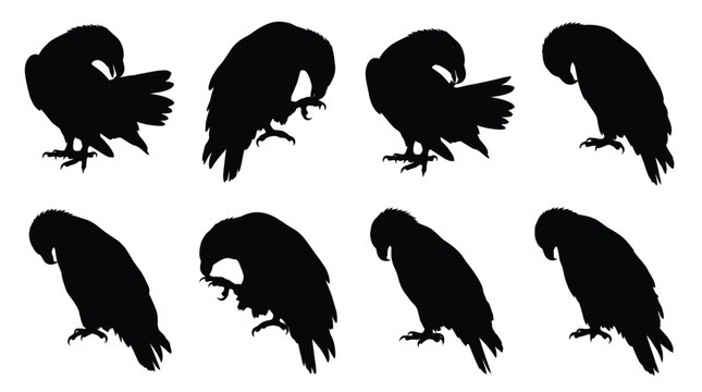 Set of black raven bird silhouettes in different poses Vector