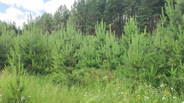 Young pine grove in summer forest. Lush green trees and wild meadow grass under blue sky. Scenic woodland landscape with coniferous saplings and tall timber.