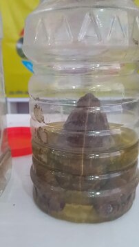 Soybean seeds germinating in water within a plastic bottle under studio lighting