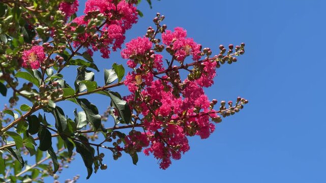 Beautiful and vibrant pink crepe myrtle branches isolated against a deep blue sky