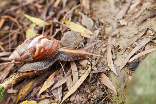 Large land snail crawling on forest floor