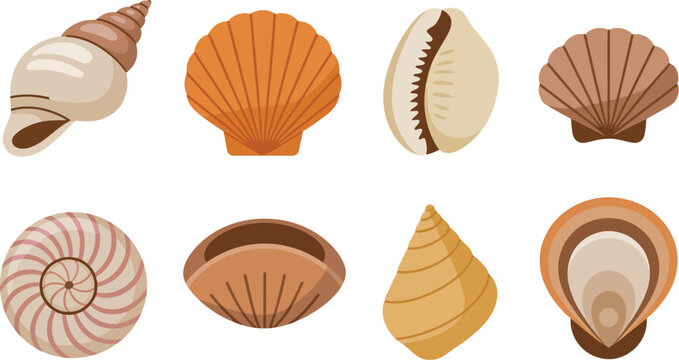 Sea shell icons illustration set, generic conch scallop cowrie mussel nautilus clam and oyster shells.