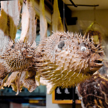 Dried Pufferfish Display Detail