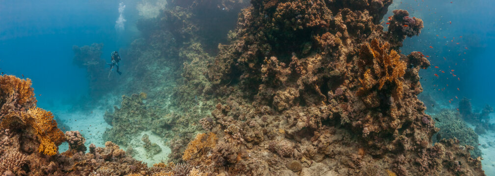 Panoramic view of a scuba diver exploring majestic coral reef wall at Dolphin House in Marsa Alam Red Sea Egypt