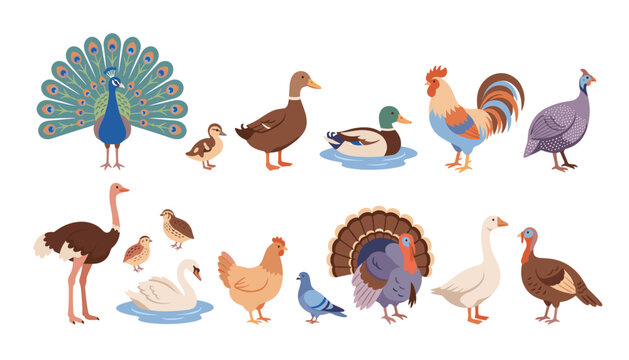 Farm birds vector set. Cartoon domestic and wild fowls including peacock, duck, rooster, turkey, ostrich, swan, chicken.