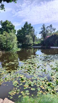 Water Lilies Blanket Tranquil Xochimilco Canal Bend Beneath Bright Sky, Mexico City