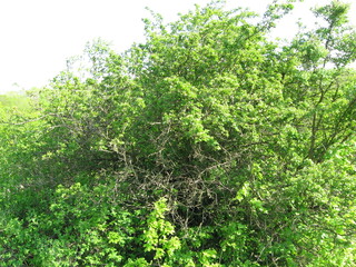Fototapeta premium Lush green shrub with dense foliage in natural outdoor setting 