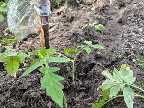 Young tomato plants are placed in rich garden soil