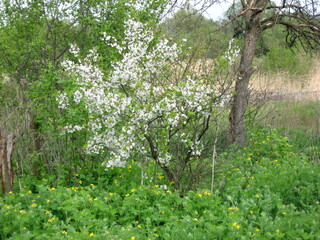 Fototapeta premium Blooming white flowers on shrubs in a lush green setting 