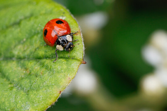 Two Spot Ladybird On Cotoneaster Leaf - _S5B9303