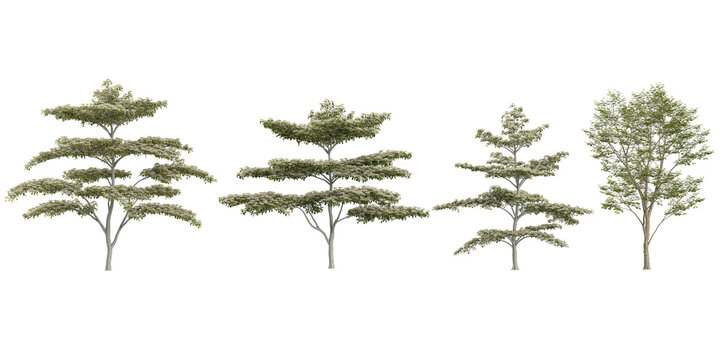 3D rendering of Cornus,Gymnocladu plants isolated on white background