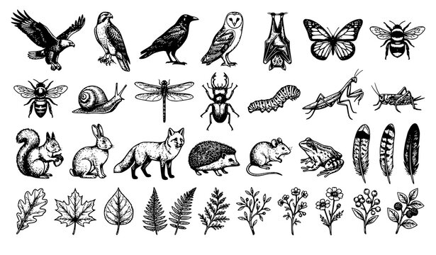 Vintage Engraved Wildlife Vector Bundle with Birds Animals Insects and Botanical Elements