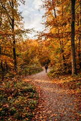 Fototapeta premium Hiking on a Forest Path During Autumn With Colorful Leaves in the Background
