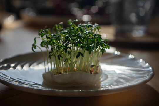 Lepidium sativum cress microgreens on plate in backlight, fresh healthy sprouts food