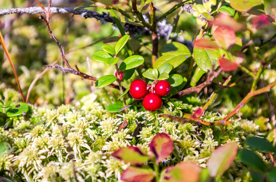 Red cowberry, lingonberry or partridgeberry grow in the forest. Main source of vitamins