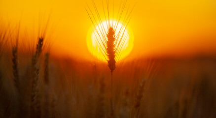 Fototapeta premium Wheat ear in warm sunlight. Wheat ear with golden bokeh. Green wheat ear close up. Backlit wheat ear at sunset.