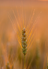 Fototapeta premium Wheat ear in warm sunlight. Wheat ear with golden bokeh. Green wheat ear close up. Backlit wheat ear at sunset.