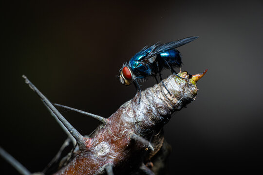 Macro of metallic blue fly with red eyes
