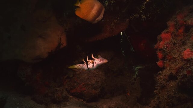 Valentin&rsquo;s pufferfish, black saddled toby, Canthigaster valentini, chases a butterflyfish away from its coral shelter on a tropical reef.