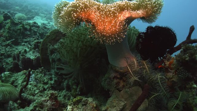 Slow panorama revealing dense fields of soft corals swaying in the current on a pristine Banda Sea reef near Timor-Leste. Check the gallery for similar footages.