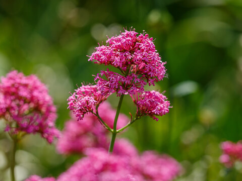 Centranthus ruber , or red valerian ( Valeriana rubra ) , is a herbaceous , popular garden plant grown for its ornamental flowers