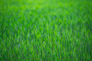 Obraz premium Field landscape shines in sunlight. Bright field background feels tranquil. Field scenery supports rural nature. Green field texture looks fresh.