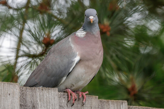 Woodpigeon On Fence - _S5B9034