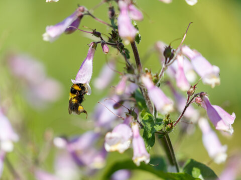 Bumblebee on penstemon flowers close-up. Penstemon hirsutus is a plant that attracts bees and bumblebees.
