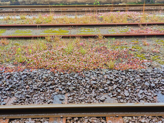 Fototapeta premium Multiple parallel railway tracks with wooden sleepers and dark gravel ballast, extensively overgrown with dense clusters of small pink and white wildflowers, tall grasses, and patches of green moss.