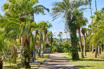 Fototapeta premium A sunlit pathway winds through a lush tropical botanical garden filled with various species of palm trees. The scene features tall palms with green fronds creating dappled shadows on the paved
