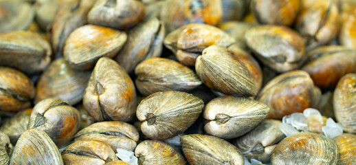 Clam shells closeup. Clam texture detail. Raw clam pile. Fresh clam seafood. © Volodymyr