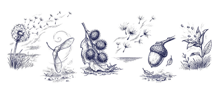 Botanical seed dispersal sketch of dandelion, maple samara, chestnut burr, acorn, and bursting pod in vintage engraving style representing plant reproduction, ecology, and autumn nature. Hand-drawn ar
