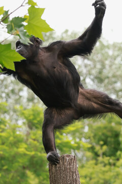 Chimpanzee