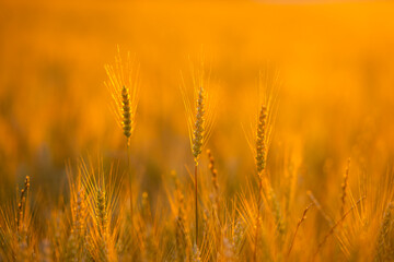 Fototapeta premium Farmland at golden sunset. Farmland with wheat silhouette. Rural farmland background. Agricultural farmland in sunlight.