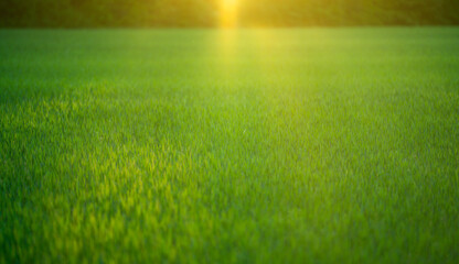 Obraz premium Summer meadow creates warm scenery. Bright summer field feels tranquil. Summer landscape supports outdoor nature. Summer background looks soft and vibrant.