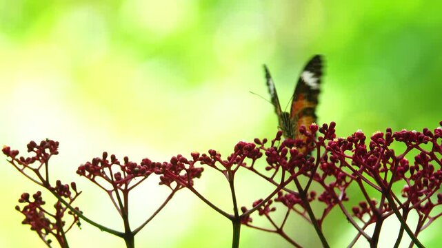Close-up of a butterfly feeding on a small wildflower, showing delicate wings and fine details against a soft green background, capturing calm natural behavior and vibrant outdoor life.