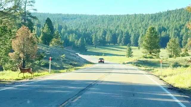 Editorial POV video from a car dashboard inside a vehicle waiting for wild deer crossing a rural highway at golden hour. Oncoming car in distance among green woods and fields under blue sky.