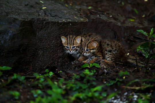 Pair of Rusty-Spotted Cat Kittens Resting on Forest Floor