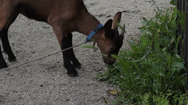 Small goat grazing on green grass while wearing a rope leash around its neck. Rural farm scene showing livestock feeding outdoors in a natural countryside environment.
