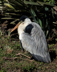 Fototapeta premium Portrait of a Cocoi Heron (Ardea cocoi) resting on the ground surrounded by vegetation. The folded posture and detailed feather texture create a calm wildlife scene in natural light.