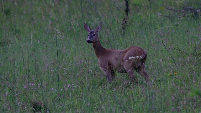 Roe Deer in natural ambient, twilight, cautious, female (Capreolus capreolus)