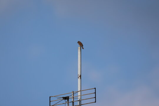 Dunnock, Hedge sparrow