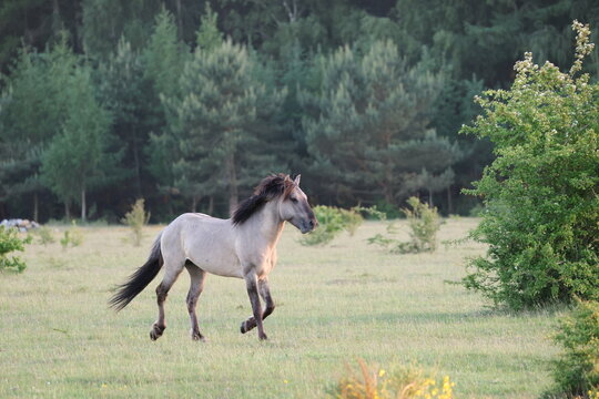 Konik Horse - In the Cuxhavener K&uuml;stenheiden in northern Germany