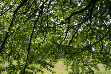 Fototapeta premium Canopy of green deciduous leaves with overhanging branches forming natural shade
