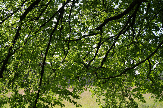 Canopy of green deciduous leaves with overhanging branches forming natural shade