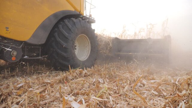 Low view of harvester gathering corn crop in farmland. Combine cutting dry maize stalks during harvesting at autumn season. Agricultural machine working on farm. Agronomy concept. Close up